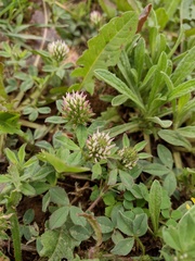Trifolium squamosum