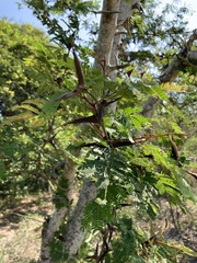 Vachellia hindsii