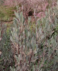 Limoniastrum monopetalum