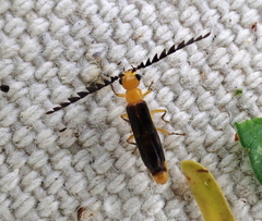 Tytthonyx ruficollis