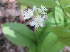 Clintonia umbellulata