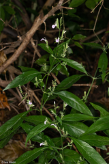Justicia lythroides