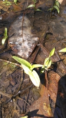 Platanthera flava flava