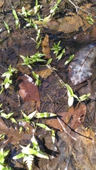 Platanthera flava flava