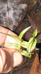 Platanthera flava flava