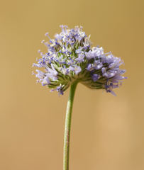 Gilia capitata capitata