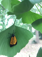 Paratype univitta