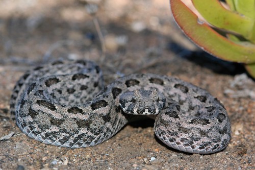 Southern Adder