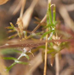 Gilia capitata capitata