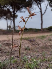 Dipcadi serotinum serotinum