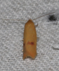 Endeolena aurinatella