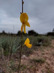 Cytisus grandiflorus