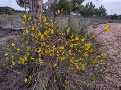 Cytisus grandiflorus