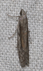 Homoeosoma vagella