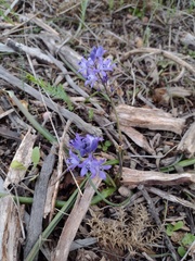 Scilla odorata