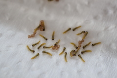 Nataxa flavescens