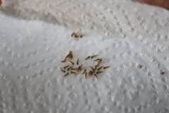 Nataxa flavescens