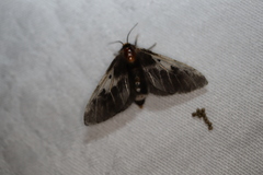 Nataxa flavescens