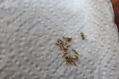 Nataxa flavescens