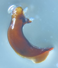 Pterostichus isabellae