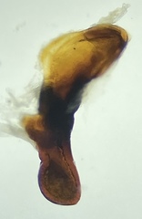 Pterostichus isabellae