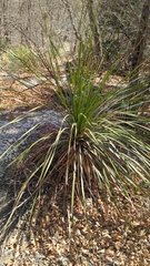 Dasylirion leiophyllum