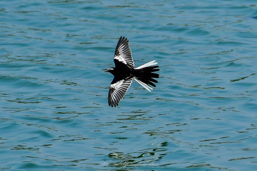 White-browed Wagtail