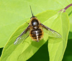 Bombylius mexicanus