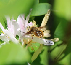 Bombylius mexicanus