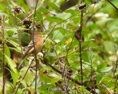 Empidonax fulvifrons