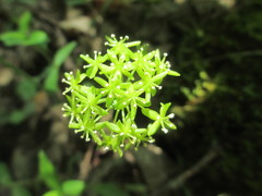 Smilax hugeri