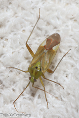 Reuterista instabilis