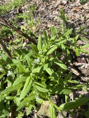 Myosotis verna