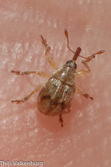 Corimaliini