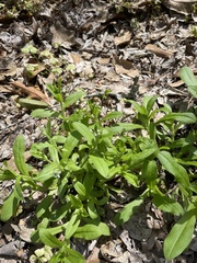 Myosotis verna