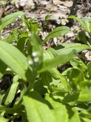 Myosotis verna