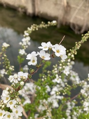 Spiraea thunbergii