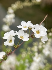 Spiraea thunbergii