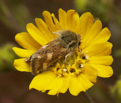 Heliothodes diminutiva