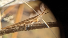 Leptysma marginicollis