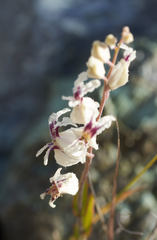 Streptanthus glandulosus secundus