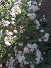 Ageratina palmeri