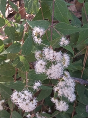 Ageratina palmeri