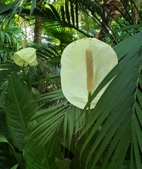 Spathiphyllum wallisii