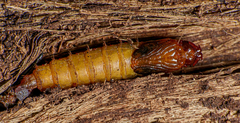 Xylophagidae
