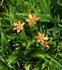 Image of Iris domestica