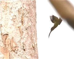 Arachnothera robusta