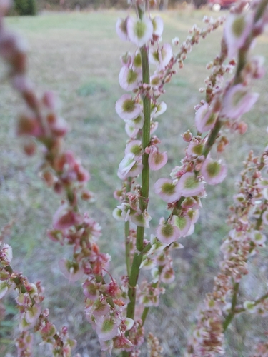 Rumex hastatulus image