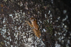 Scinax trapicheiroi