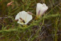 Halictus farinosus